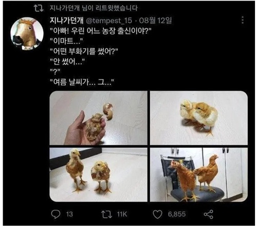 폭염에 계란사면 생길수 있는일