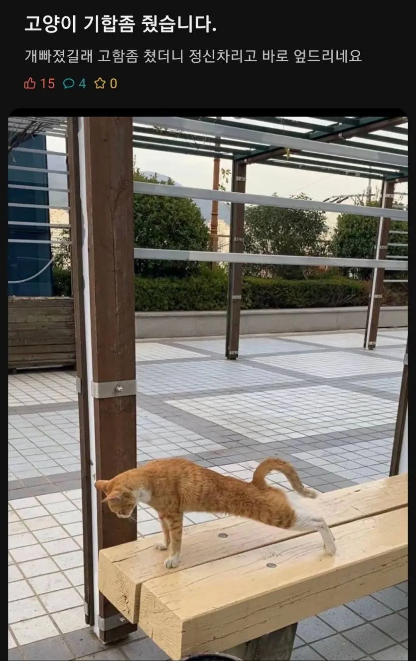 고양이 얼차려 논란