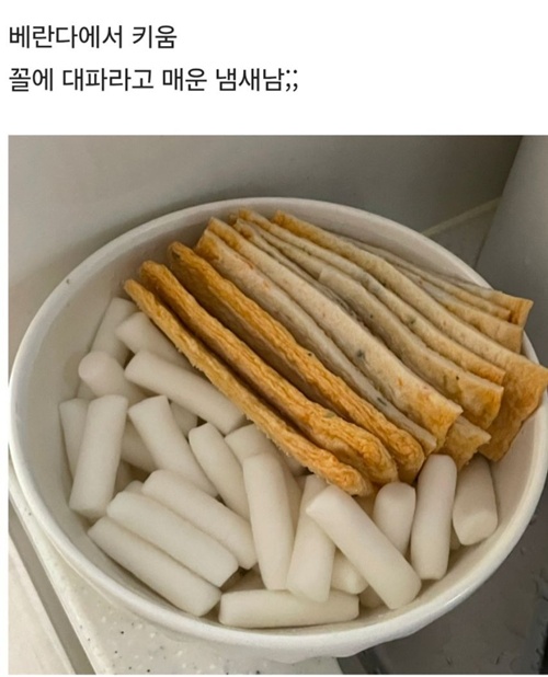 파슬리도 저거보단 두껍겠다
