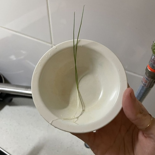 파슬리도 저거보단 두껍겠다 파슬리도 저거보단 두껍겠다