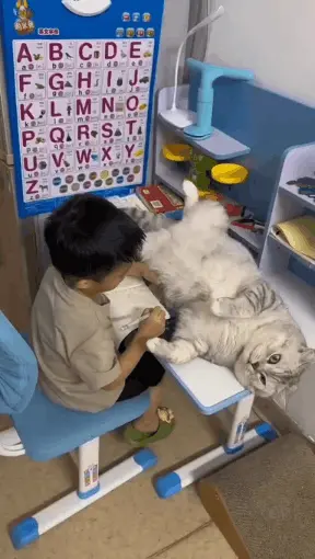 공부 방해하는 대형 고양이