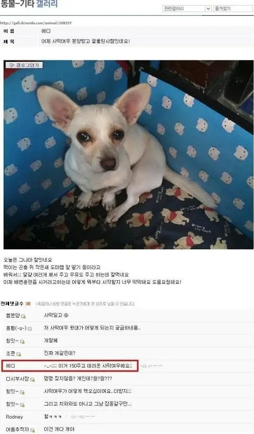 무려 150만원주고 분양받아온 사막여우 꼬라지