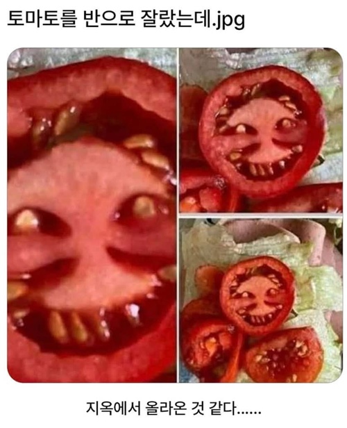 토마토 먹으려다 개놀람