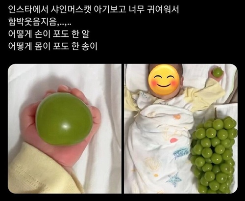 주먹만 한 샤인머스캣