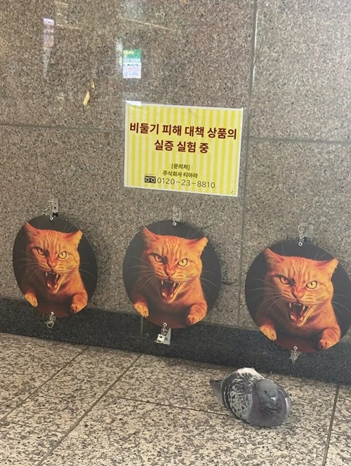 과연 효과가 있을까?