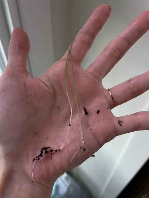 파슬리도 저거보단 두껍겠다 파슬리도 저거보단 두껍겠다