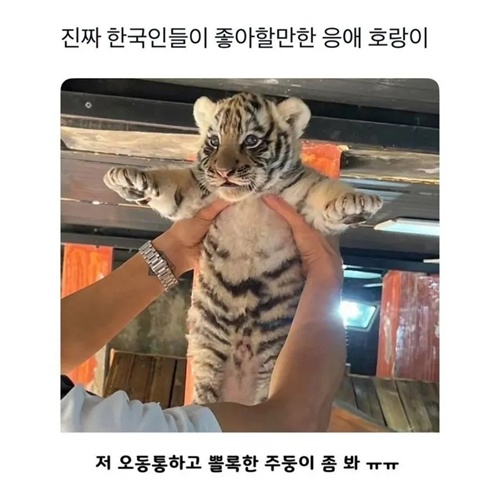 응애 호랑이